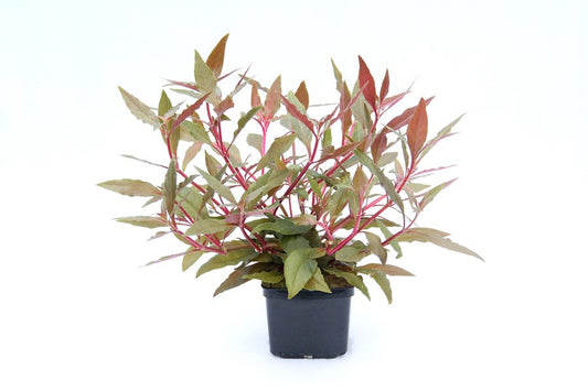 Alternanthera reineckii ‘Red’ | XXL-Schaupflanze mit kräftiger Rotfärbung