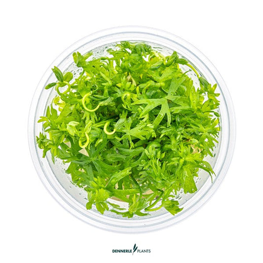 Ranunculus inundatus | Gelappte Akzentpflanze InVitro