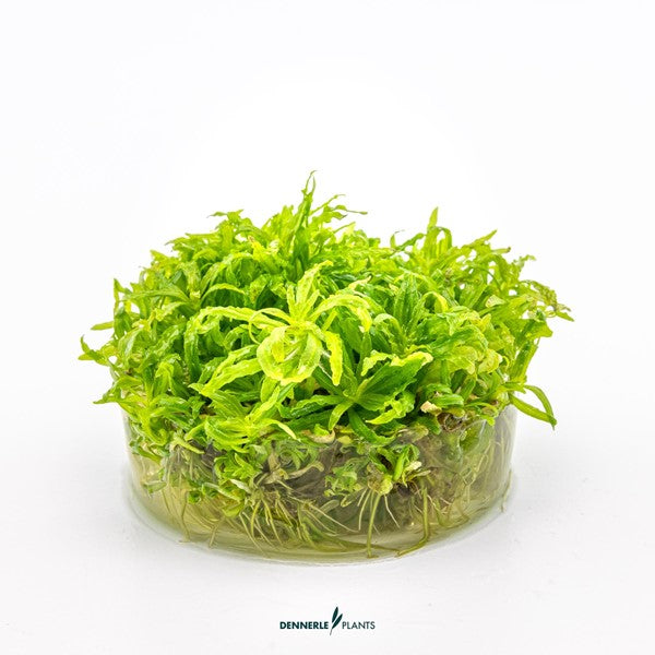 Pogostemon helferi | Strukturpflanze mit gewellten Blättern InVitro