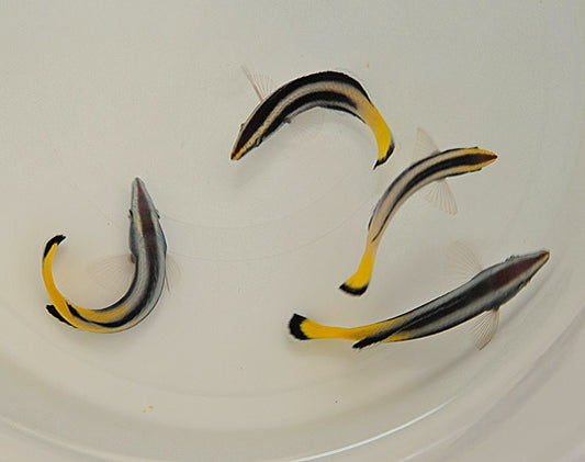Zweifarben-Putzerlippfisch (Labroides bicolor)