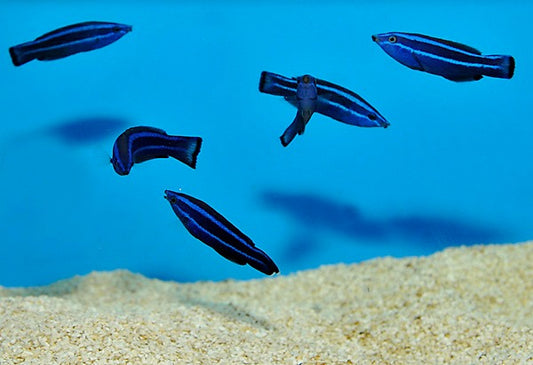 Arabischer Putzer-Lippfisch (Labroides quadrilineatus)
