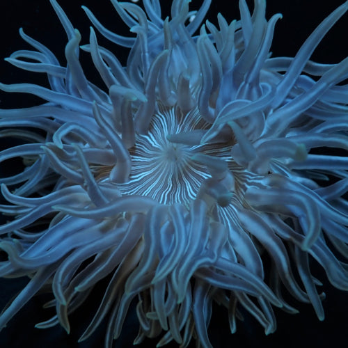 Korkenzieher-Anemone (Macrodactyla doreensis)