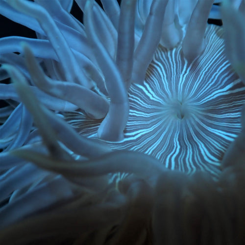 Korkenzieher-Anemone (Macrodactyla doreensis)