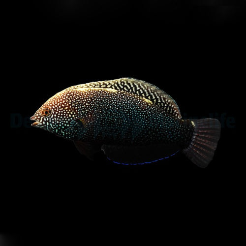Schwarzer Leoparden-Junker (Macropharyngodon negrosensis)
