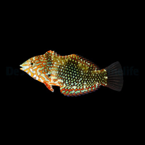 Leoparden-Junker (Macropharyngodon ornatus)