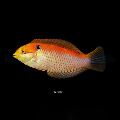 Madagaskar-Leoparden-Lippfisch (Macropharyngodon vivienae)