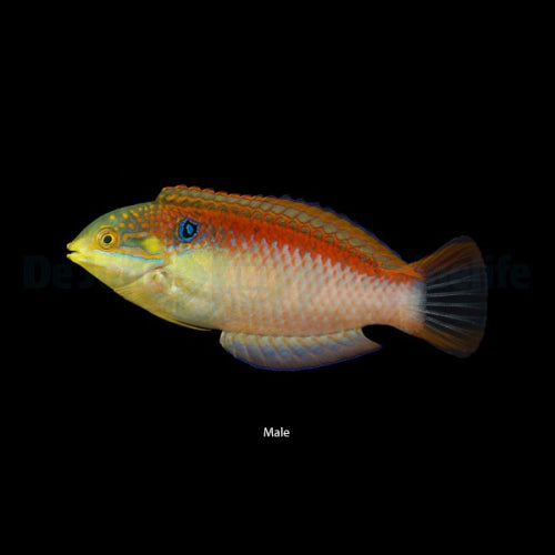 Madagaskar-Leoparden-Lippfisch (Macropharyngodon vivienae)