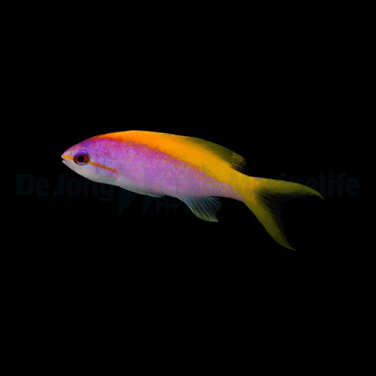 Mirolabrichthys evansi – Gelbrücken-Fahnenbarsch