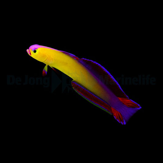Nemateleotris decora
