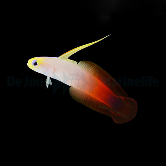 Nemateleotris magnifica