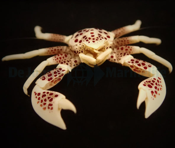 Fleckentupfen-Porzellankrebs (Neopetrolisthes maculatus)