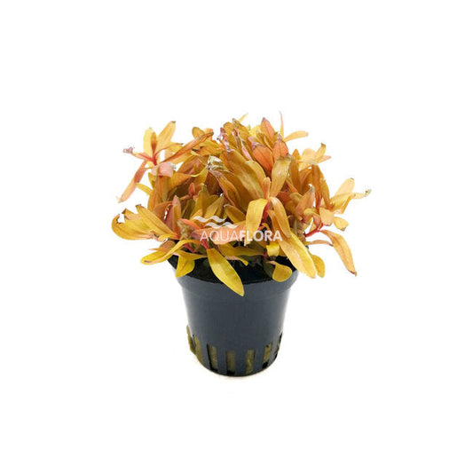 Nesaea pedicellata ‘Golden’ | Leuchtend goldgelbe Aquariumpflanze für Akzente