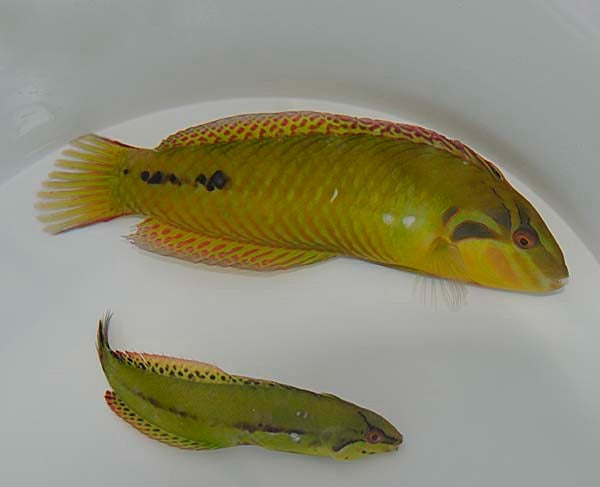 Seegras-Lippfisch (Novaculoides macrolepidotus)