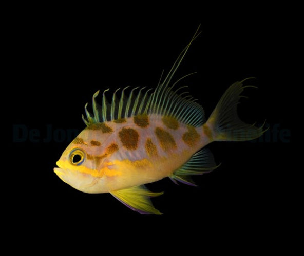 Borbonius-Fahnenbarsch (Odontanthias borbonius)