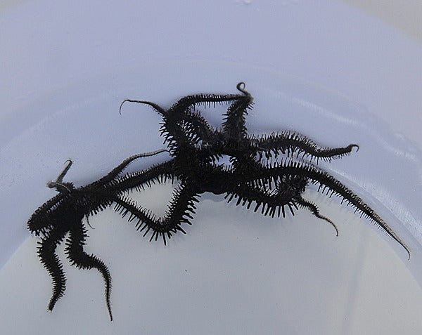 Schwarzer Schlangenstern (Ophiocoma sp.)