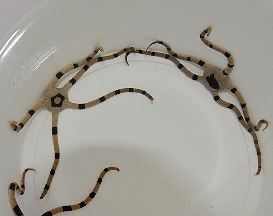 Gebänderter Schlangenstern, Prächtiger Schlangenstern (Ophiolepis superba)