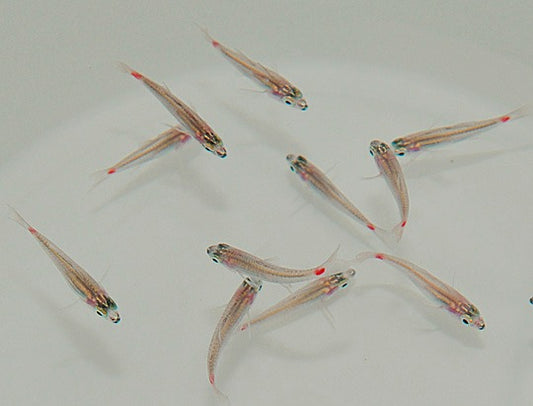 Ostorhinchus parvulus (Zwerg-Kardinalbarsch)