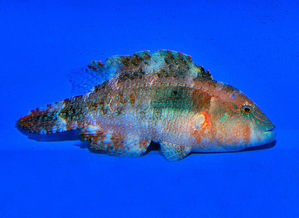 Zweipunkt-Maori-Lippfisch (Oxycheilinus bimaculatus)