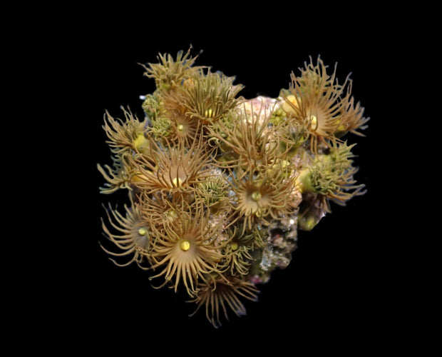 Grazile Krustenanemone (Parazoanthus gracilis) "yellow" frag