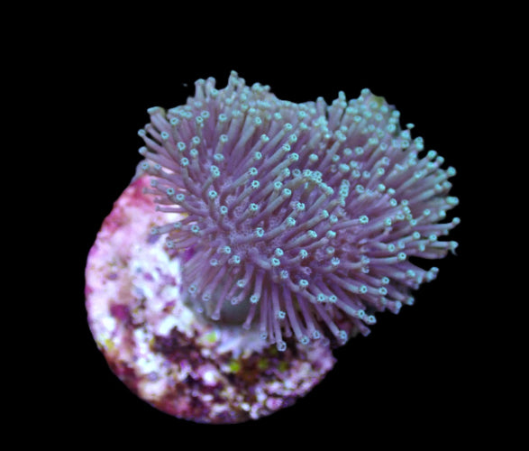 Lederkoralle (Sarcophyton)