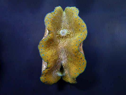 Tridacna gigas (10–11 cm) – Große Riesenmuschel