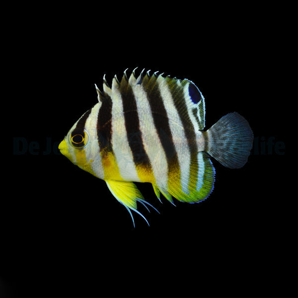Paracentropyge multifasciata Nachzucht