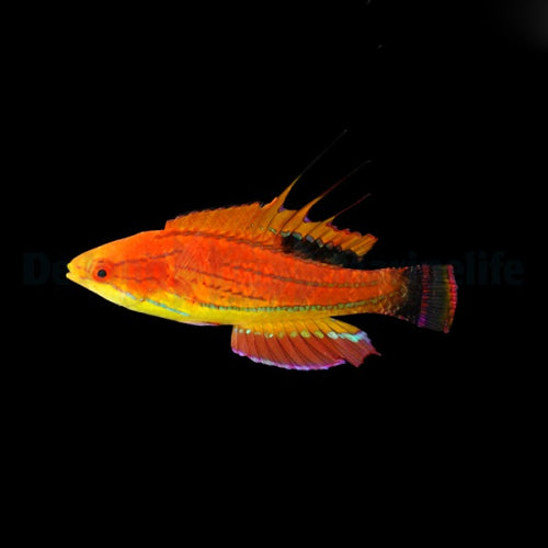 Carpenters Zwerglippfisch (Paracheilinus carpenteri)