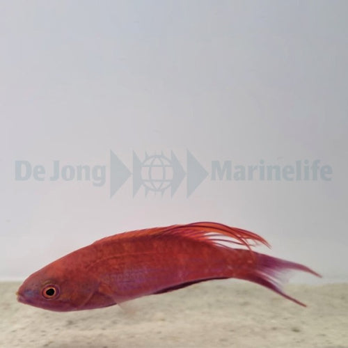 Blauer Zwerglippfisch (Paracheilinus cyaneus)