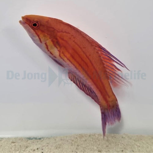 Filament-Fahnenlippfisch (Paracheilinus filamentosus)