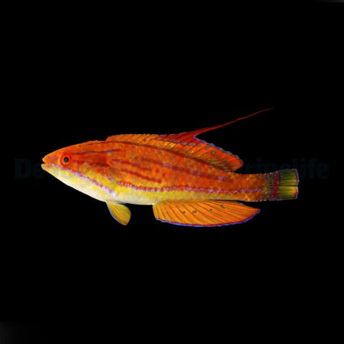 Gelbflossen-Zwerglippfisch (Paracheilinus flavianalis)