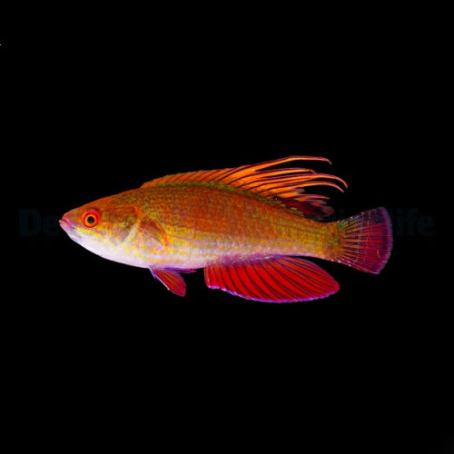 Roter Zwerglippfisch (Paracheilinus lineopunctatus)