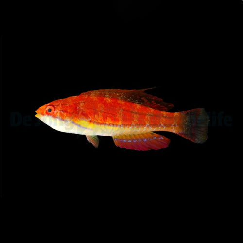 McCoskers Zwerglippfisch (Paracheilinus mccoskeri)
