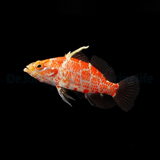 Plectranthias inermis – Karierter Zwergbarsch