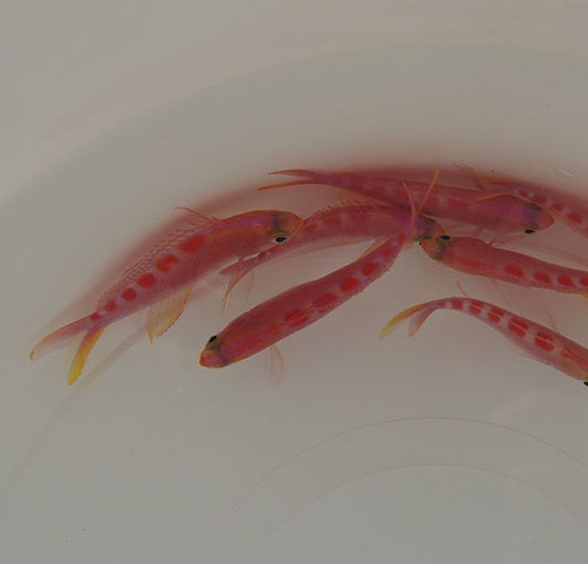 Pyronotanthias flavoguttatus – Gelbgepunkteter Fahnenbarsch