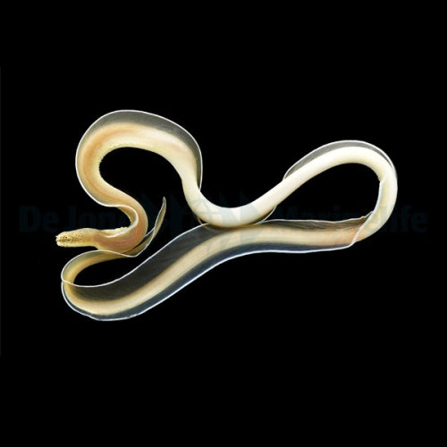 Weiße Geistermuräne (Pseudechidna brummeri)