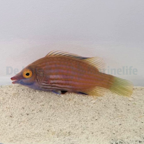 Stacheliger Zwerglippfisch (Pseudocheilinops ataenia)