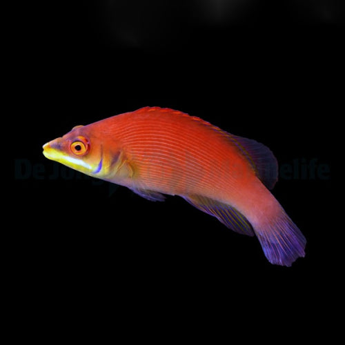 Weißbart-Zwerglippfisch (Pseudocheilinus evanidus)
