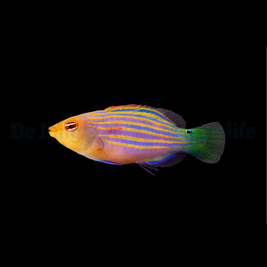 Sechsstreifen-Lippfisch (Pseudocheilinus hexataenia)