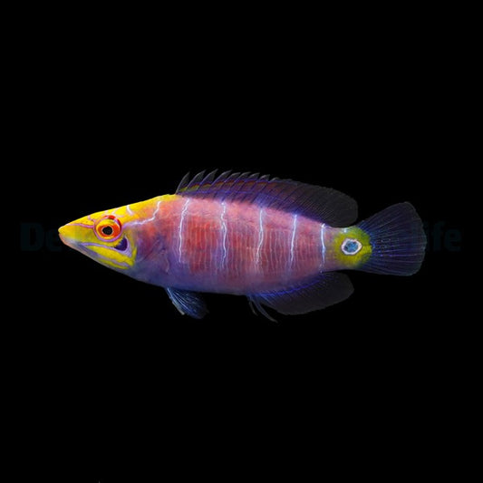 Geringelter Zwerglippfisch (Pseudocheilinus ocellatus)