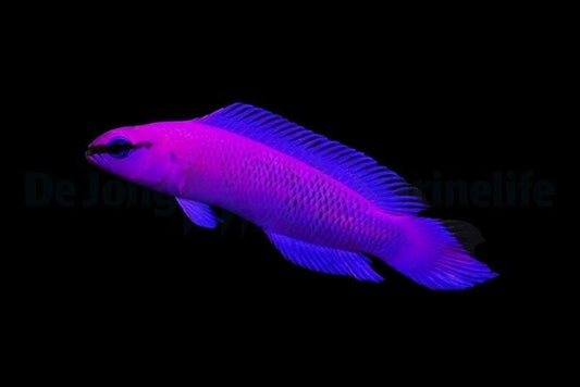König-Salomon-Zwergbarsch (Pseudochromis fridmani) – Nachzucht