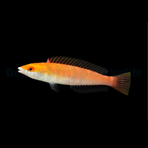 Schabracken-Junker / Severns Junker (Pseudojuloides severnsi) – Weibchen