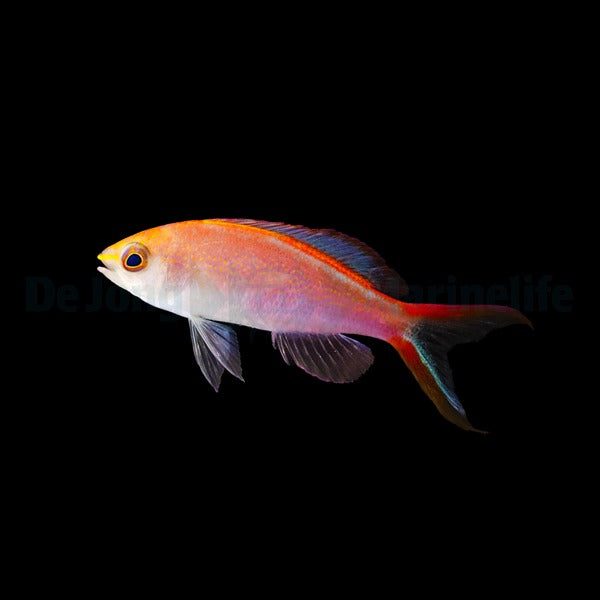 Pyronotanthias smithvanizi – Smith-Vaniz-Fahnenbarsch