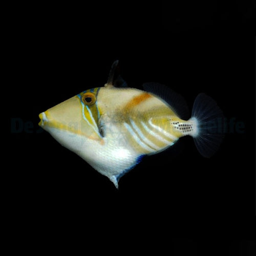 Picasso-Drücker (Rhinecanthus aculeatus)