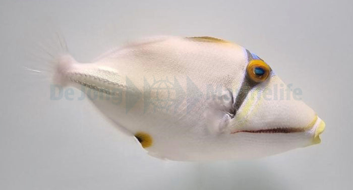 Rotmeer-Picassodrückerfisch (Rhinecanthus assasi)