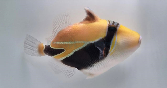 Humudrückerfisch (Rhinecanthus rectangulus)