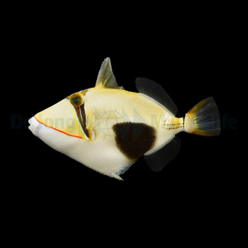 Bauchfleck-Drückerfisch (Rhinecanthus verrucosus)