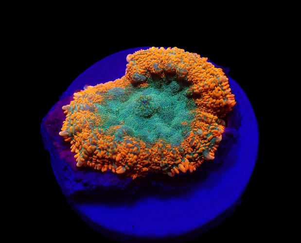 Scheibenanemone (Rhodactis spp. Orange (Premium) (1 ear)