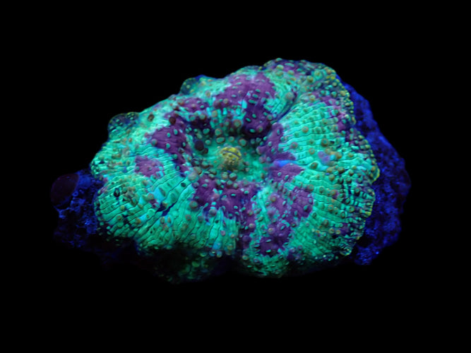 Scheibenanemone (Rhodactis spp. (Grade A) (1 ear)