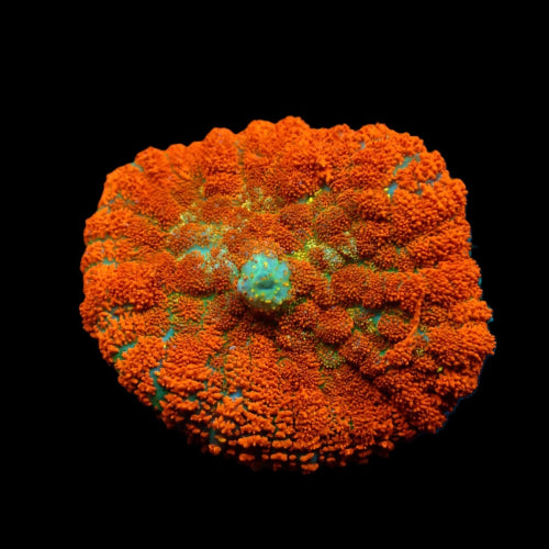 Scheibenanemone (Rhodactis spp. (Orange) (Ultra) (1 ear)