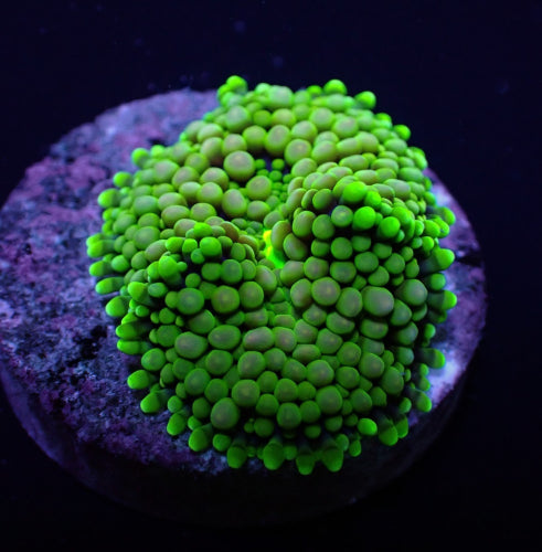 Florida-Scheibenanemone (Ricordea florida) (Green-Blue) (1 ear)